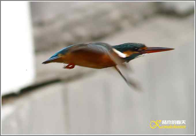 让鈥溞〈溻澐伞菊掌