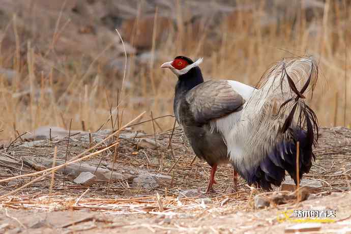 玄中古寺拍鈥満致恚Γ┾