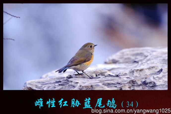 北京奥森公园的鸟类——雌性红胁蓝尾鸲（34）