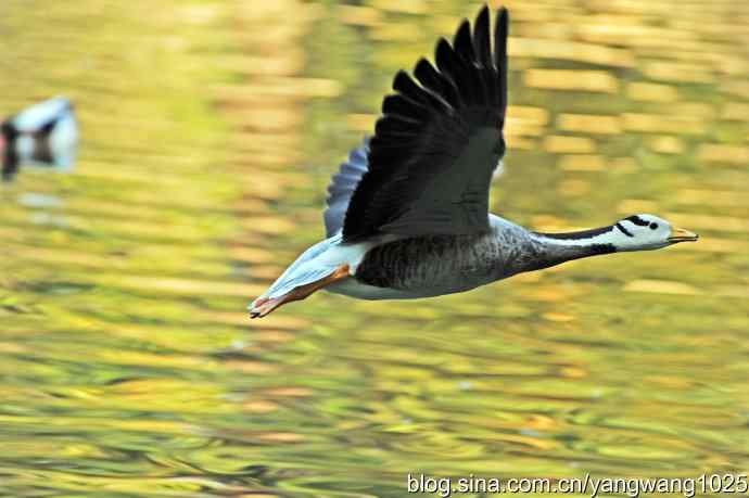 斑头雁（抓拍）