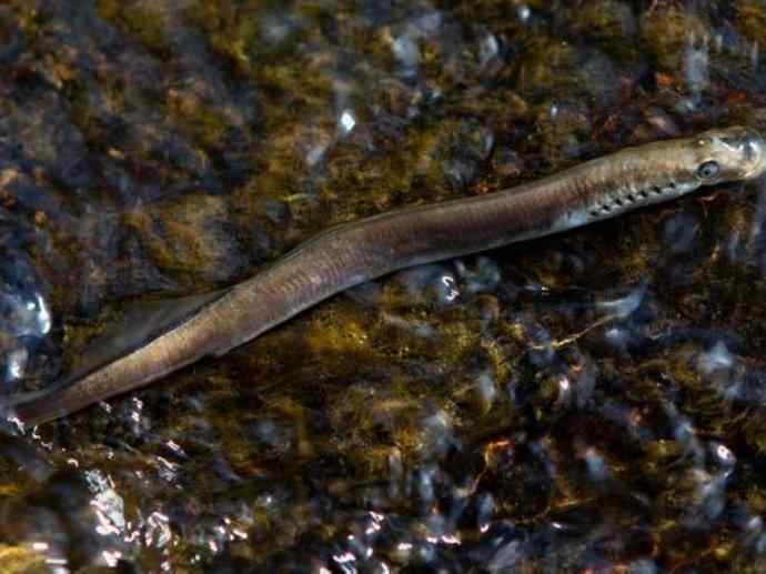 鱼类活化石：七鳃鳗