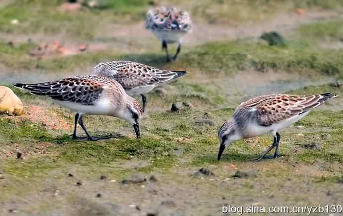 红颈滨鹬（组图，5张图片）
