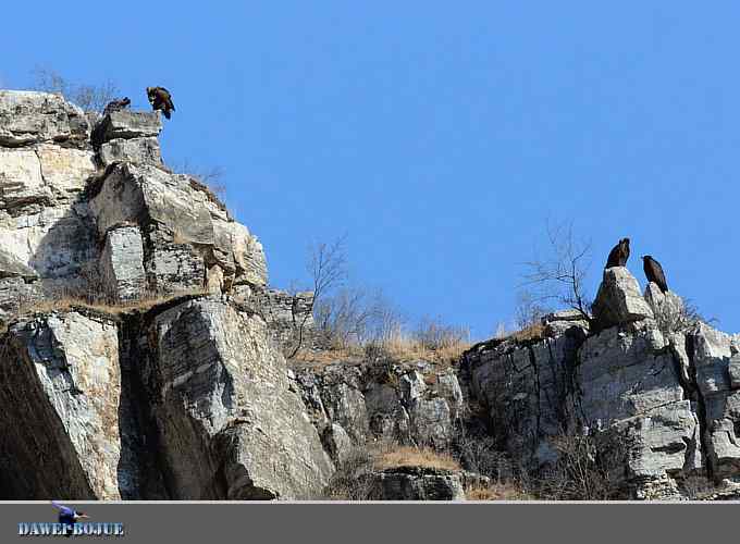 十渡秃鹫 wbr兀立山巅
