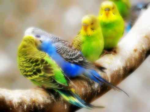 自然奇观：动物大迁徙(游禽)