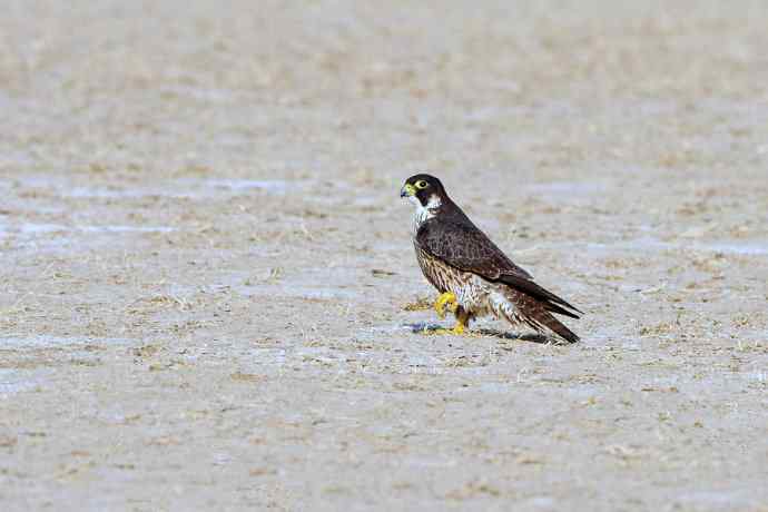 落地版游隼（摄于野鸭湖）