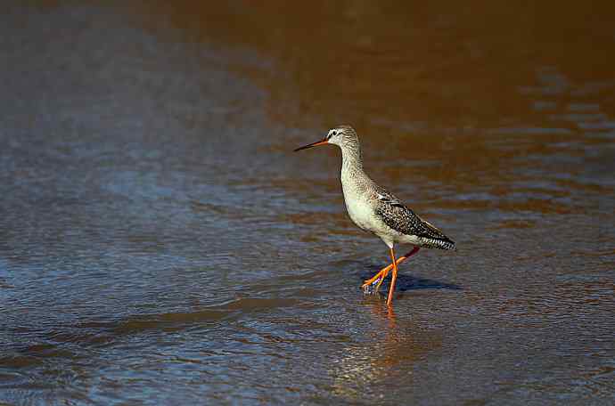 大美盘锦的风光和野鸟 大美盘锦的风光和野鸟