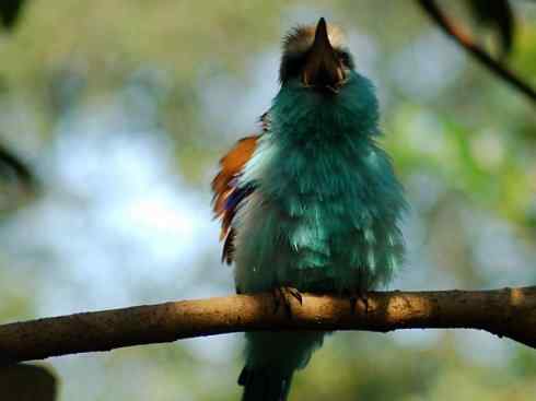 绝色攀禽：佛法僧目之佛法僧