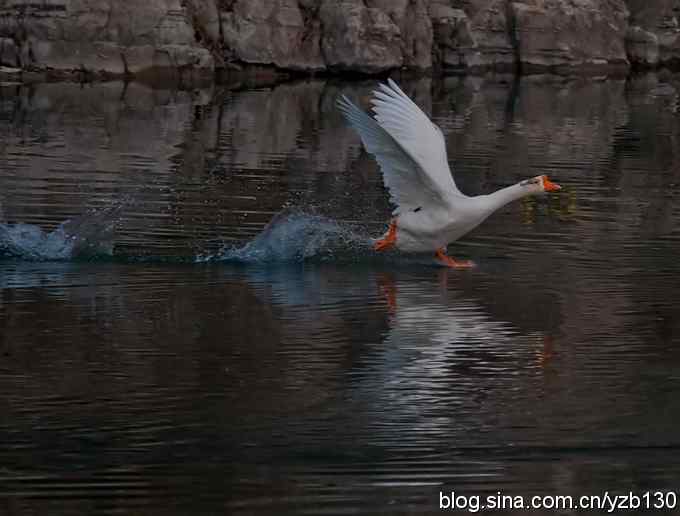 是谁踏浪而来？（组图，4张图片）