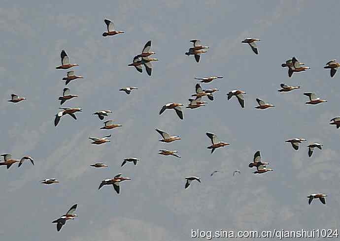 空中盘旋.赤麻鸭白天鹅(官厅水库)
