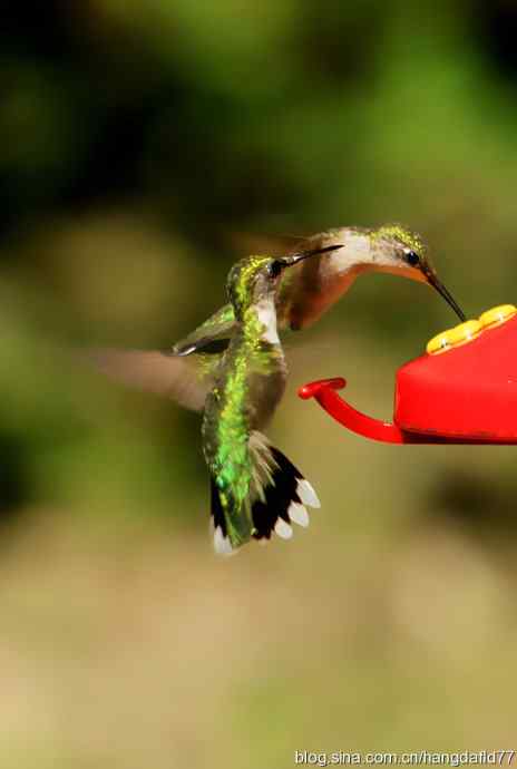红玉喉北蜂鸟（2）