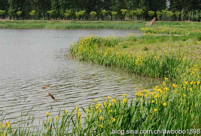 汉石桥芦荡绿野鸟踪