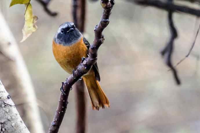 230.打鸟归来收获多多---2.北红尾鸲 230.打鸟归来收获多多---2.北红尾鸲