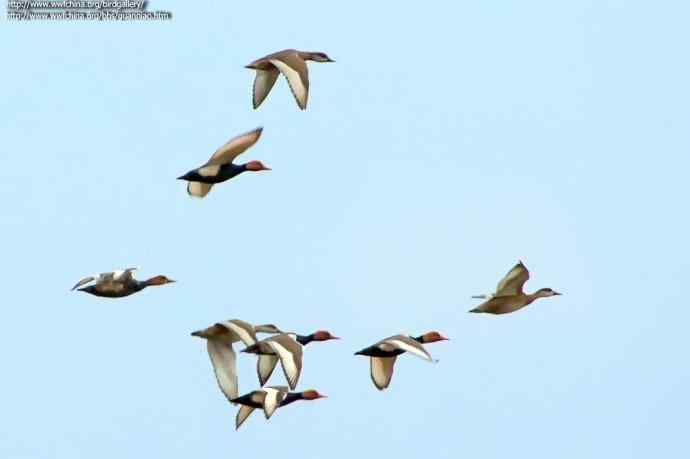 四川西昌鸟类摄影——赤嘴潜鸭