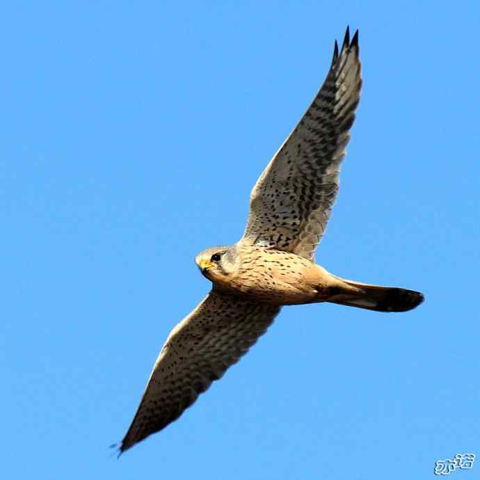 官厅水库&nbsp;wbr路&nbsp;wbr风中悬停的红隼