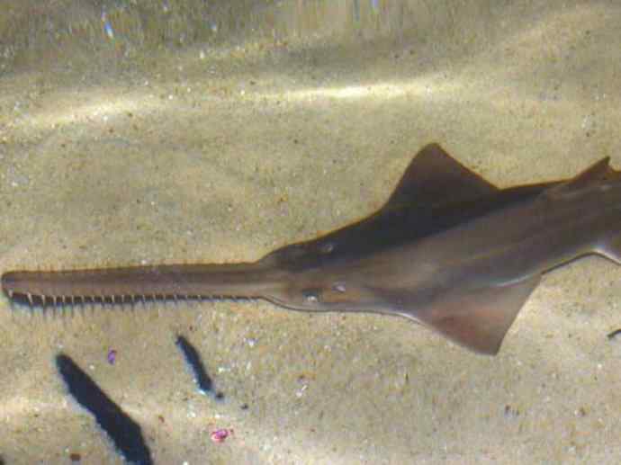 鱼类活化石:锯鳐 鱼类活化石:锯鳐