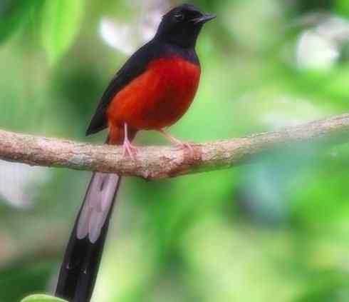 家禽驯化之源之二十五（绣眼鸟、鹊鸲四喜）