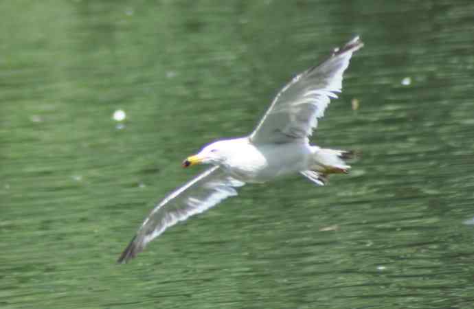 海鸥与打架的鸿雁 海鸥与打架的鸿雁