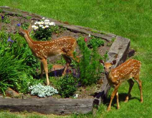 小鹿斑比姐妹俩