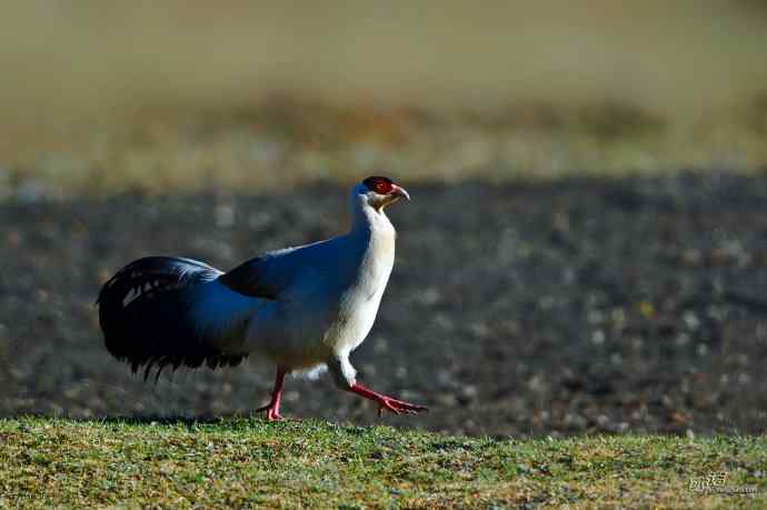 轻寒薄暖，再上川西