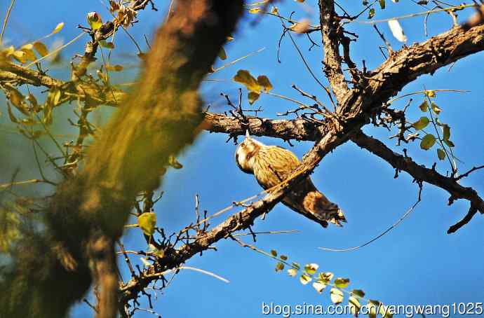 白背啄木鸟(记录版) 白背啄木鸟(记录版)