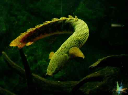 鱼类活化石:多鳍鱼 鱼类活化石:多鳍鱼