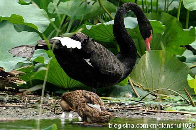 湖畔上的美丽(黑天鹅.荷.莲)