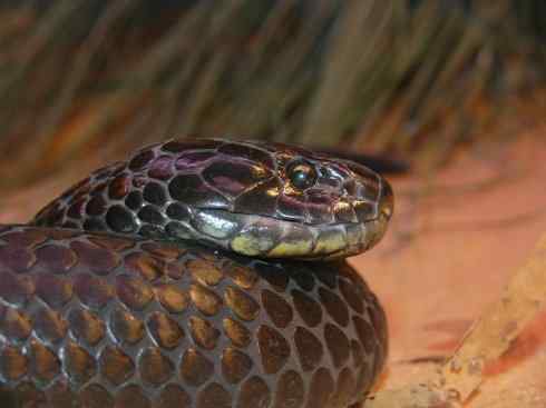 龙：传说的兽原型探秘（澳洲眼睛蛇类）