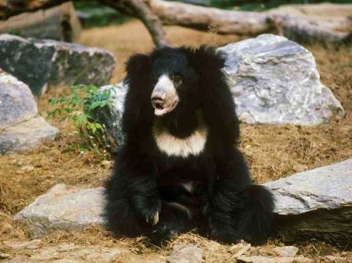 盘点十二大著名食蚁动物：懒熊