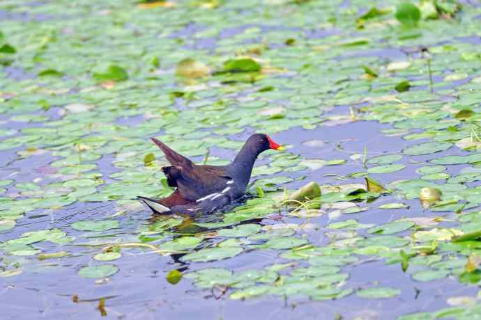 北京将府公园的鸟类——黑水鸡