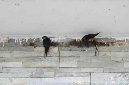 筑巢能手金腰燕