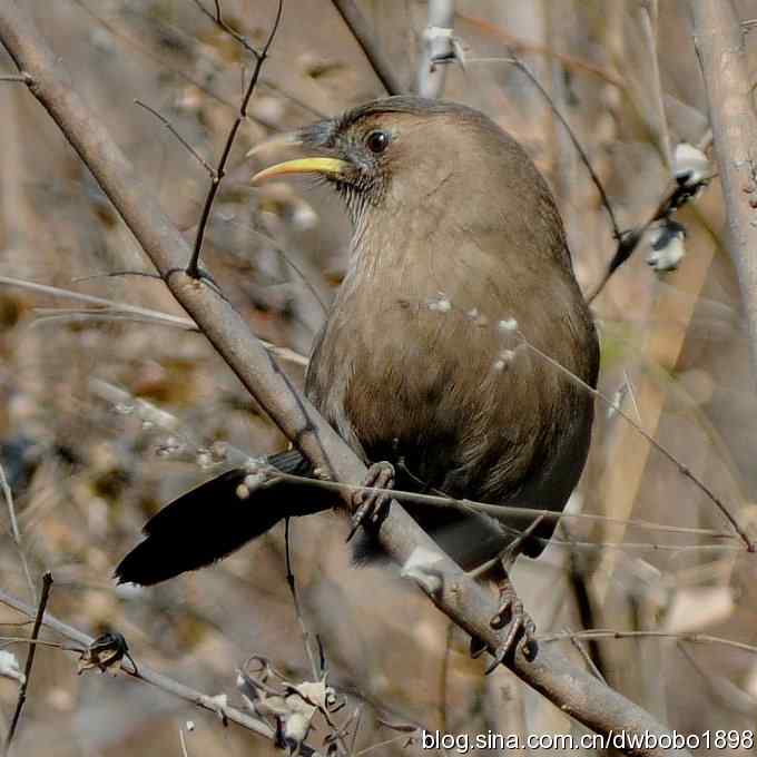 白河湾的山噪鹛