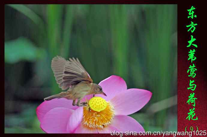 东方大苇莺与荷花（9）
