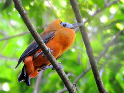 极品红色鸟类：深红紫伞鸟