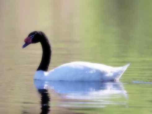 奇特的盔：黑颈天鹅