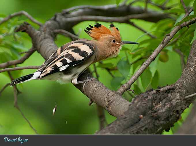 刚出窝的小戴胜*