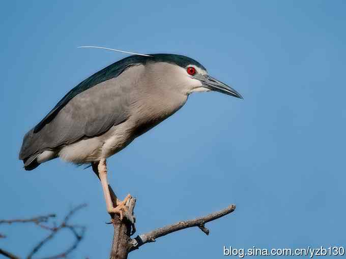 警觉、呆板、发愣（组图，9张图片）