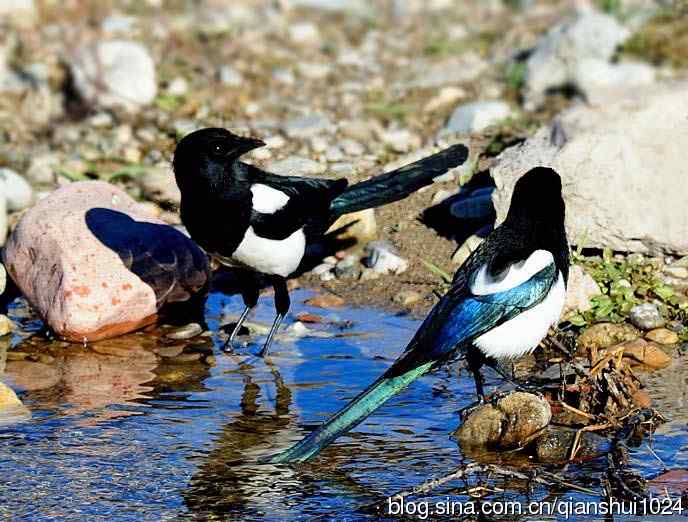 越洗越喜,一只可爱的小喜鹊