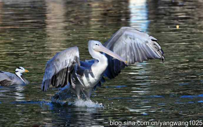 再拍鹈鹕 wbr wbr12