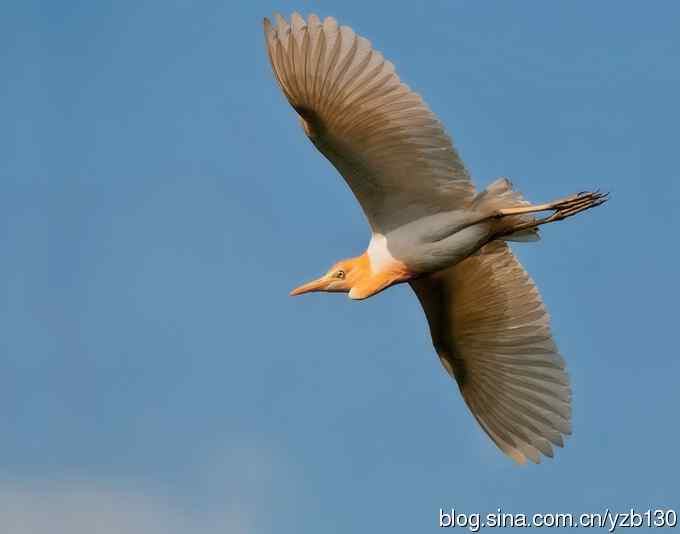 飞版牛背鹭集锦（组图，12张图片）