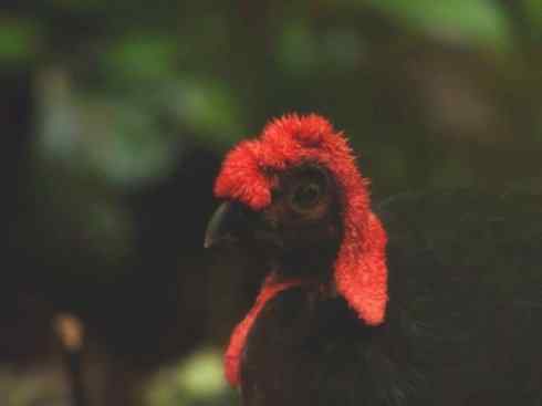 奇特的盔：苏拉冢雉