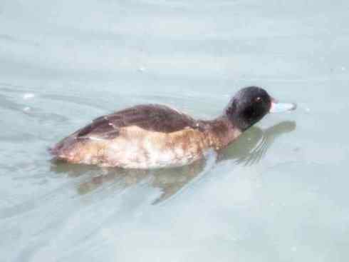 雁鸭之最之三 雁鸭之最之三