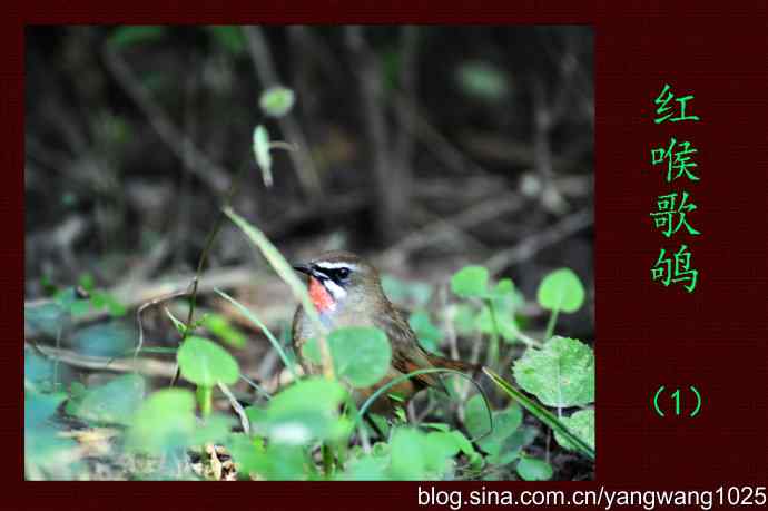 红喉歌鸲（1）