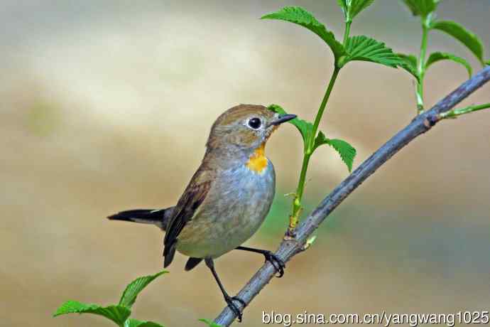 雄性红喉姬鹟（16）