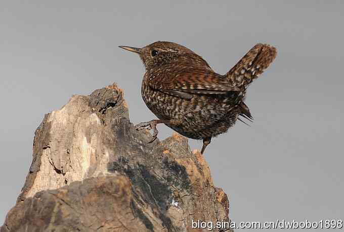 精灵般的小鹪鹩 精灵般的小鹪鹩