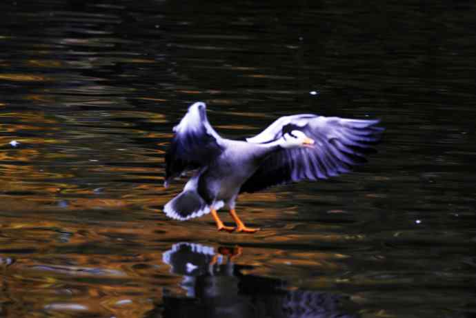 斑头雁（抓拍）6