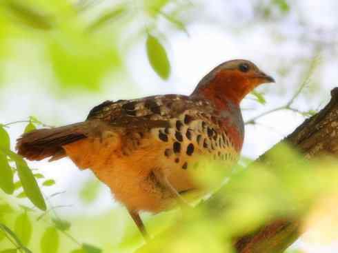 家禽驯化之源之九 家禽驯化之源之九