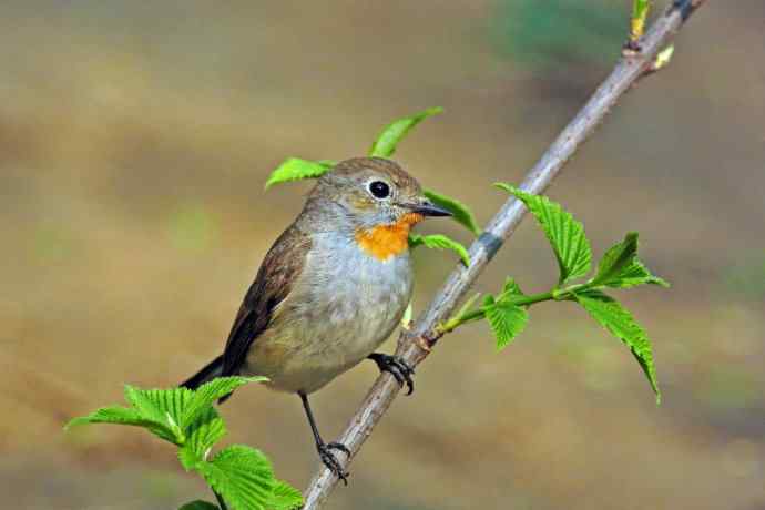 雄性红喉姬鹟(8) 雄性红喉姬鹟(8)