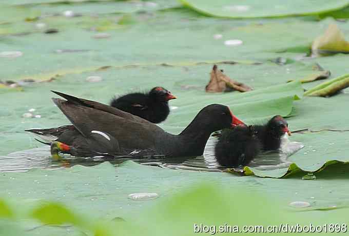 黑水鸡育雏 黑水鸡育雏