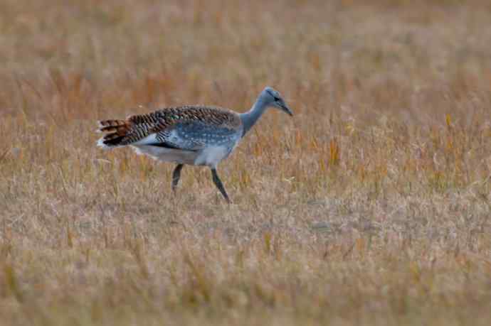 克旗草原 wbr邂逅大鸨
