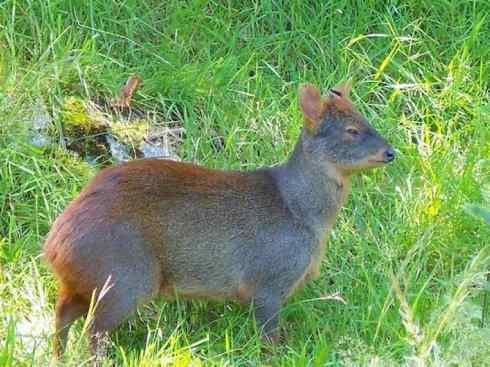 麒麟：传说的兽原型探秘（白尾鹿）